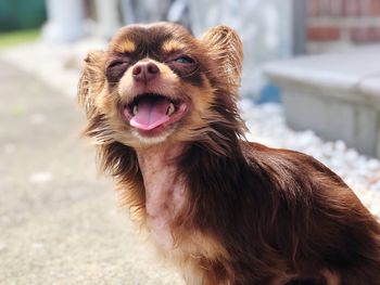 Close-up of a dog