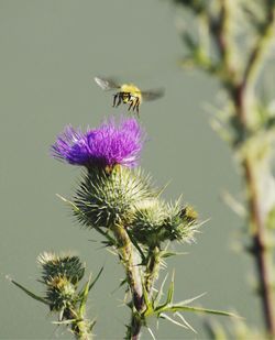 Close-up of honey bee on thistle flower