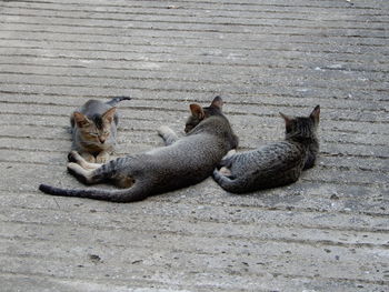 High angle view of cats resting on a hot afternoon in myanmar.