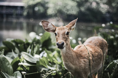 Portrait of deer