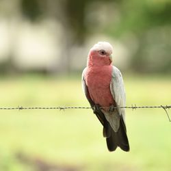 Close-up of galah perching on fence