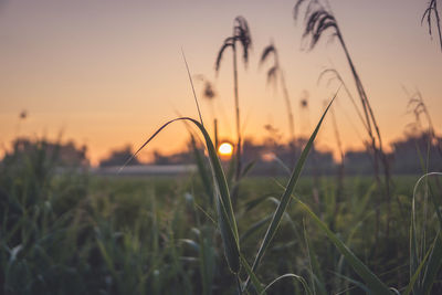 Close-up of grass on field against sky during sunset