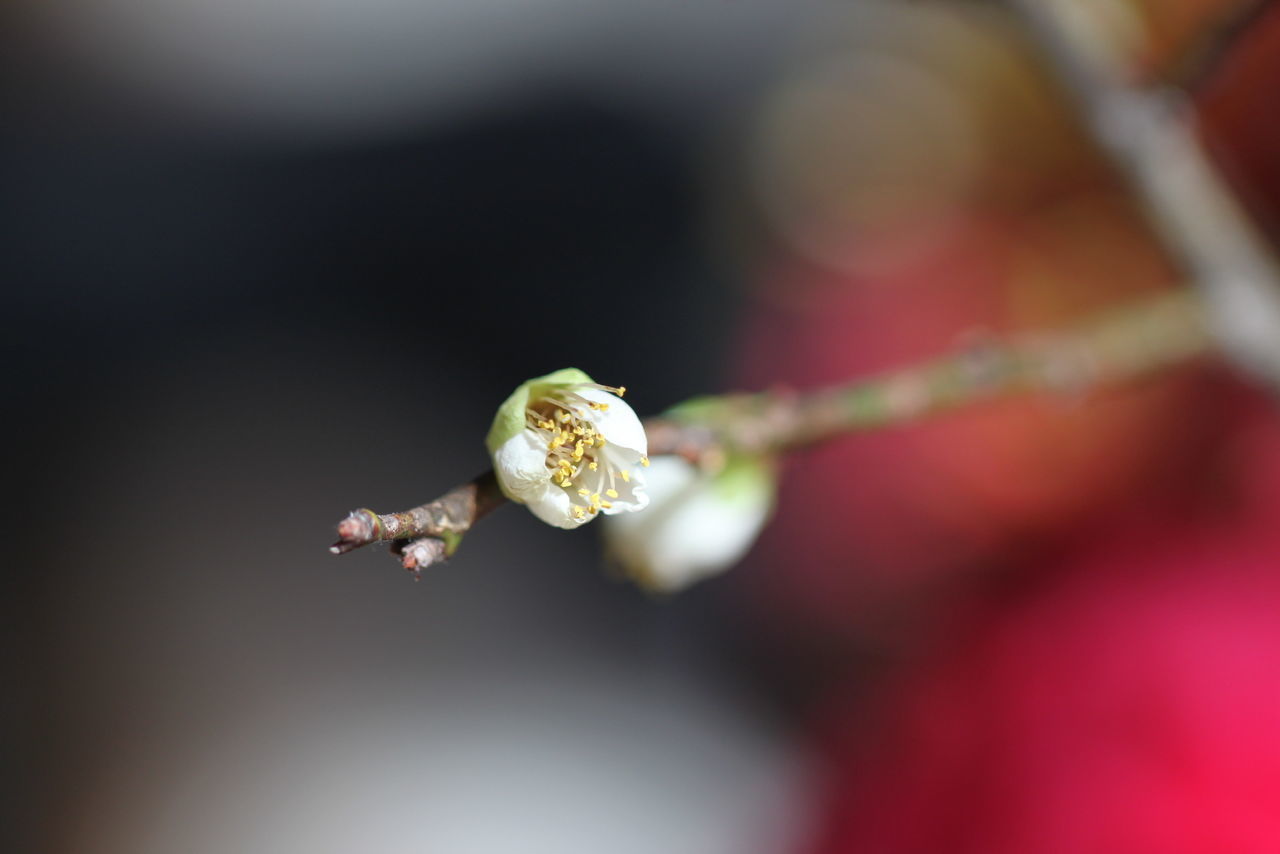 CLOSE-UP OF WHITE CHERRY BLOSSOM