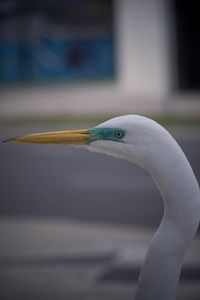 Close-up side view of a bird