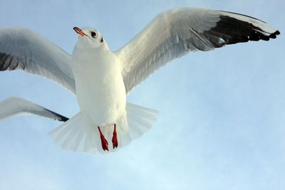 Low angle view of bird flying against sky