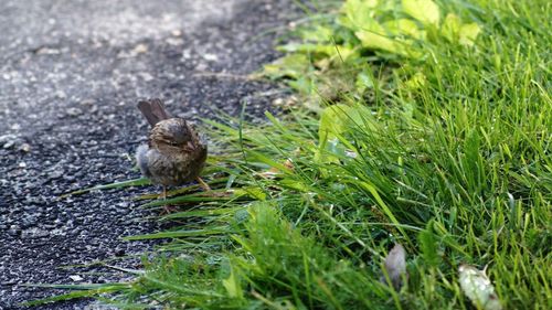 Close-up of bird on field