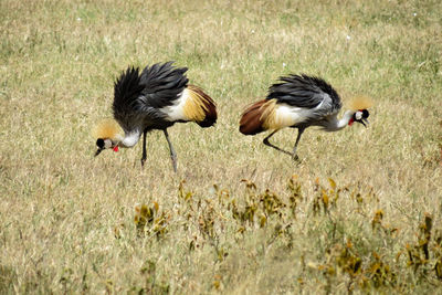 Grey crowned crane on field