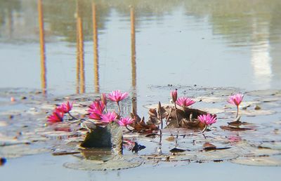 Close-up of lotus water lily in pond