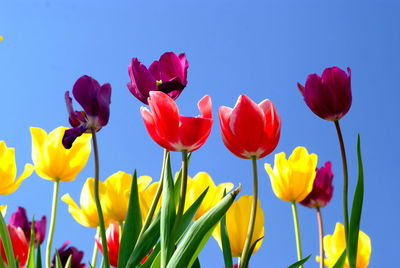 Close-up of purple tulips against blue sky