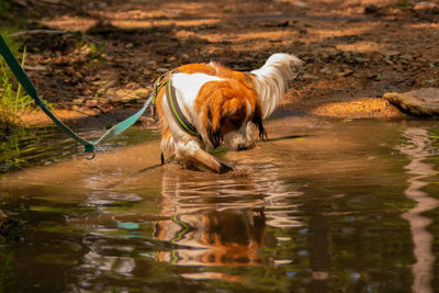 Dog running in lake