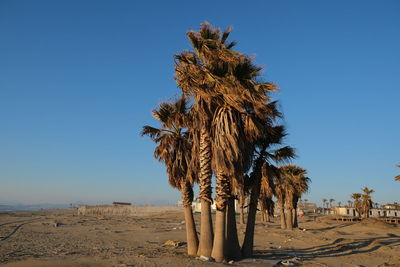 Trees on desert against clear blue sky
