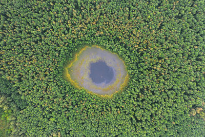 Aerial view of round shaped pond in autumn forest