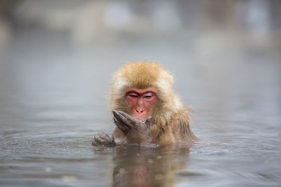 Close-up of monkey in hot spring