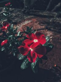 High angle view of red flowering plant