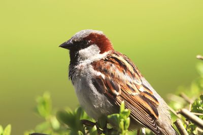 Close-up of bird perching on a branch