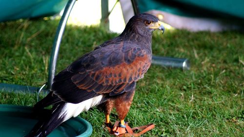 Close-up of bird perching on a field