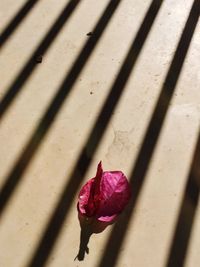 High angle view of flower on leaf