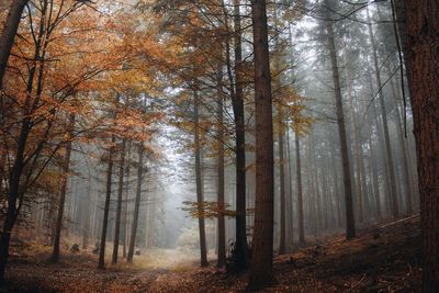 Trees in forest during autumn