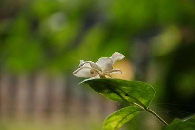 Close-up of white flowering plant