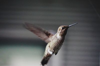 Close-up of bird flying mid-air