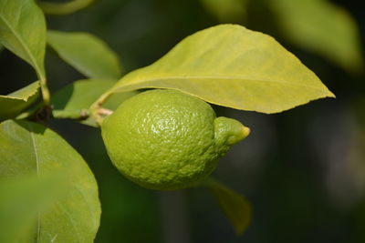 Close-up of lemon