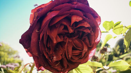 Close-up of red rose