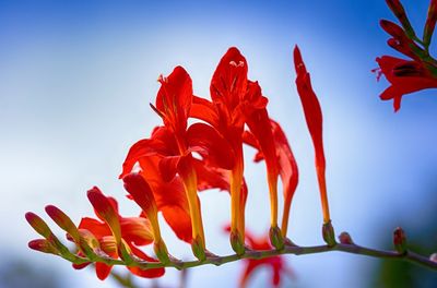 Close-up of red flowering plant against sky