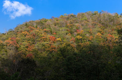 Plants growing on land against sky