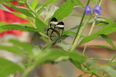 Close-up of butterfly pollinating flower