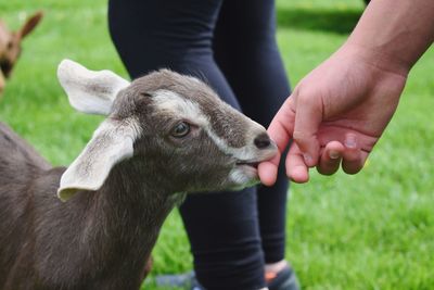 Close-up of a hand holding a dog