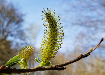 Close-up of plant against sky