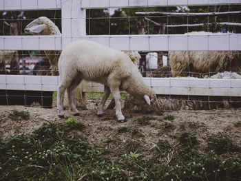 Sheep grazing in field