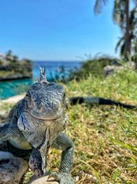 Close-up of lizard on rock against sea