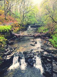 View of stream flowing through forest