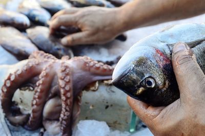 Cropped hands of man holding fish at market