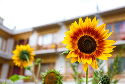 Close-up of sunflower