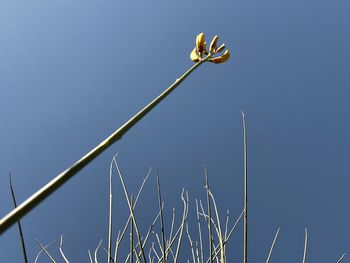 Low angle view of flowering plant against clear blue sky