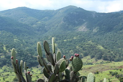 Cactus plants growing on land
