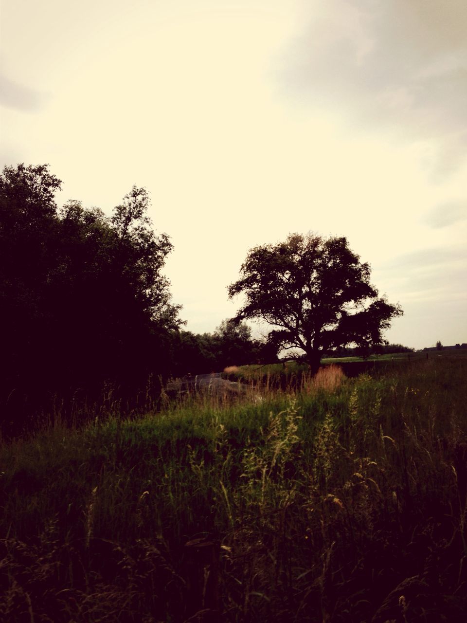 field, tree, sky, tranquility, landscape, tranquil scene, growth, grass, nature, beauty in nature, rural scene, scenics, plant, grassy, silhouette, cloud - sky, non-urban scene, cloud, no people, outdoors