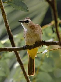 Close-up of bird perching on branch