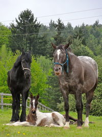 Three horses on field