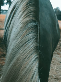 Close-up of a horse