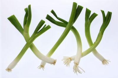 Directly above shot of flowering plant against white background