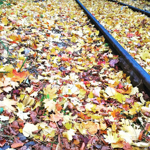 Fallen leaves on ground