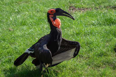 The southern ground hornbill bird, latin name bucorvus leadbeateri.