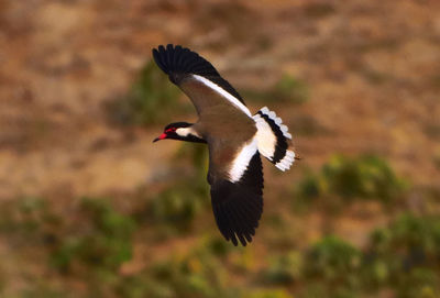 Close-up of bird flying