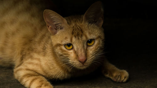 Close-up portrait of cat