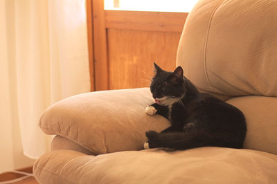 Cat relaxing on sofa at home