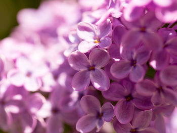 Close-up of purple flowering plant