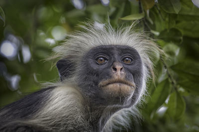 Close-up portrait of a monkey